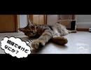 【第353回】新年焼肉（2025）と、寝起き猫と、らっきょう