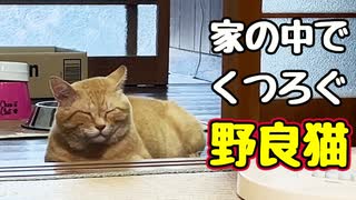 久しぶりに長居して いきました【野良猫】