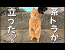 茶トラが立った！スリスリが大好きなんだぁ～