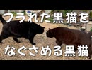 フラれた黒猫をなぐさめるクロネコ