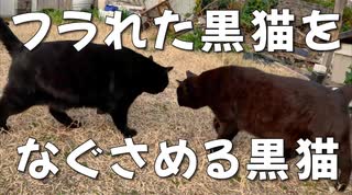 フラれた黒猫をなぐさめるクロネコ