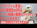 レプリコンワクチンを打った家畜を食べても大丈夫？