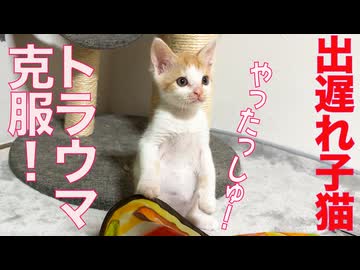 勇気りんりん子猫、トラウマ克服に挑む