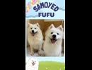 扉を開けた瞬間、もふもふのサモエドたちがお出迎え□