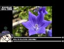 【お写んぽ！】京都のステキな桔梗くん