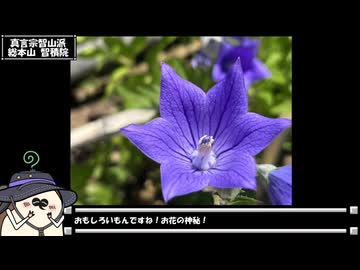 【お写んぽ！】京都のステキな桔梗くん