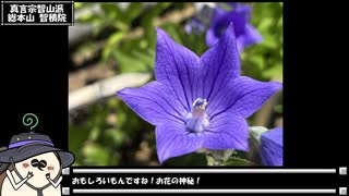 【お写んぽ！】京都のステキな桔梗くん