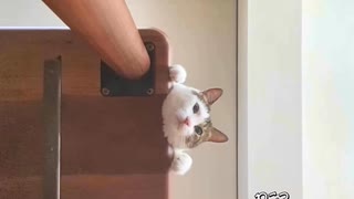 今日の動画