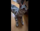 尻尾は口のように物を言う　環境音注意