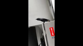 ハローって鳴くカラス