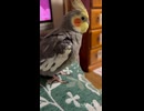 なぎとぴっぴと声だけそら