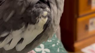 なぎとぴっぴと声だけそら