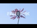 slow motion close-up of a purple echinacea flower bobbing in the wind