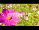 colorful cosmos flowers swaying in the breeze