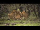lion cubs gathering in shrubland