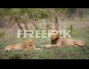 lion ad lioness resting in zimbabwe savanna 02