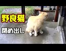 閉め出すつもりは無かったんですが…【野良猫】