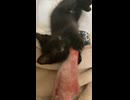 鯛をかじる黒猫マイン