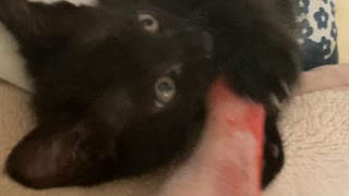 鯛をかじる黒猫マイン