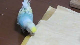 紙などをかじるインコ 少しキンカチョウも映る2025年8月8日