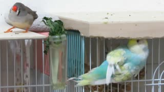 下から木をかじるインコ 上にキンカチョウ2025年8月8日