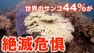 レッドリストとは何か？絶滅危惧種に指定されたサンゴが44%に増加！？