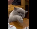 ホモと見る必死につまみ食いしようとしている猫たち