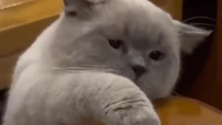 ホモと見る必死につまみ食いしようとしている猫たち