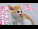 絶対に諦めない子猫、運命を掴み取る