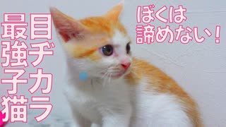絶対に諦めない子猫、運命を掴み取る