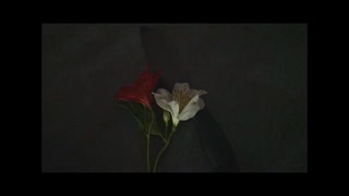 Alstromeria/ナースロボ_タイプT