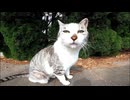 【もふもふ確保】パーキングエリアで出会った野良猫がまさかの甘えモード突入！