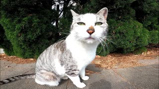 【もふもふ確保】パーキングエリアで出会った野良猫がまさかの甘えモード突入！