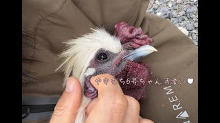 嫉妬する鶏。