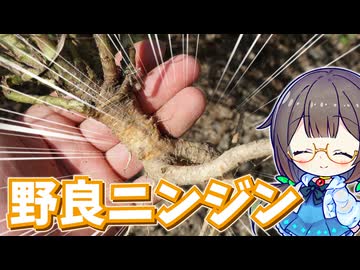 野生の人参を食べてみたい！【ノラニンジン】
