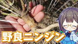 野生の人参を食べてみたい！【ノラニンジン】