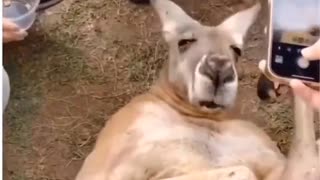 ホモと見る気を失ったふりをして観光客から餌をもらうカンガルー