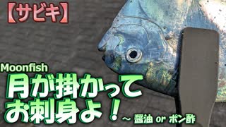 【サビキ】月（Moonfish）が掛かってお刺身よ！ ～ 醤油 or ポン酢