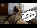 【第356回】寝子（猫）と、寝子（猫）②と、いちごジャム