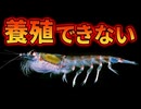 オキアミを養殖できない理由【解説動画】