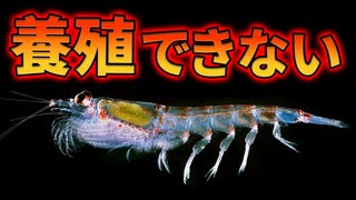 オキアミを養殖できない理由【解説動画】
