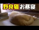 気持ちよさそうに ぐっすりと…【野良猫】