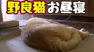 気持ちよさそうに ぐっすりと…【野良猫】
