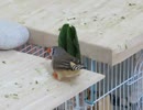 小松菜食べる後ろ姿キンカチョウ インコも映る2025年8月9日