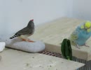 飛んでる毛？を追うキンカチョウ17秒あたり 無関心のインコ2025年8月9日 ショート動画