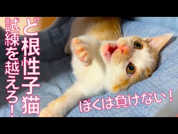 出遅れど根性子猫、次の試練を乗り越える