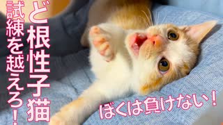 出遅れど根性子猫、次の試練を乗り越える