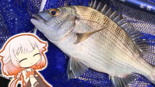 メンタル回復のため延べ竿でのんびりウキ釣りします【いきぬき魚釣り】