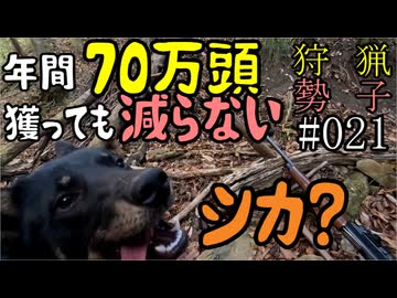 狩猟勢子動画＃021　年間70万頭獲っても減らないシカ？