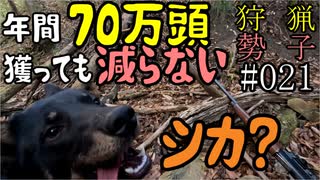 狩猟勢子動画＃021　年間70万頭獲っても減らないシカ？